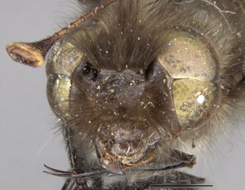Media type: image;   Entomology 11264 Aspect: head frontal view
